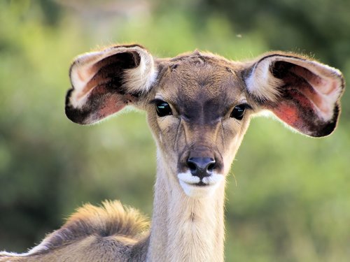 animal  kudu  young