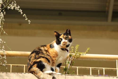animal  cat  portrait