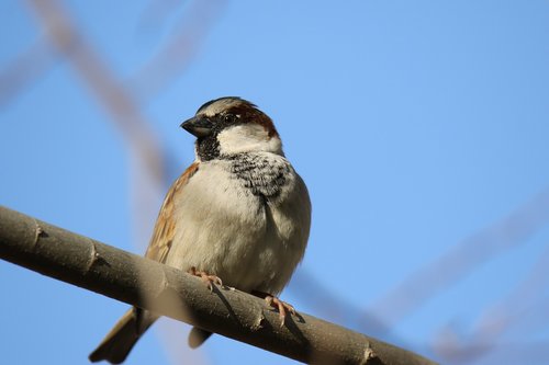 animal  bird  nature