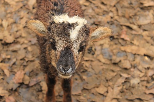 animal  calf  sheep