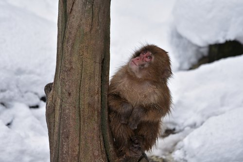 animal  monkey  baby japanese macaque eating leaves