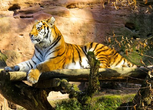 animal  tiger  big cat