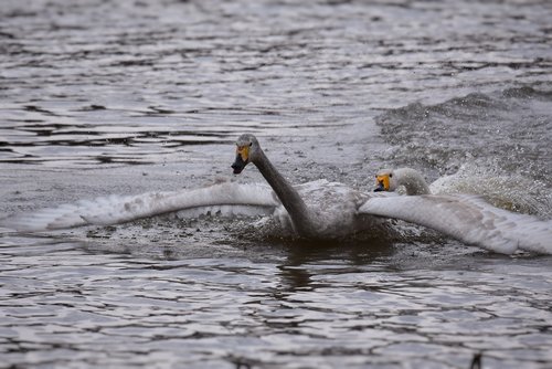 animal  lake  waterside