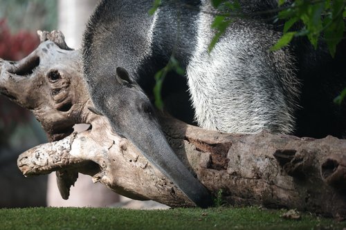 animal  anteater  animal world