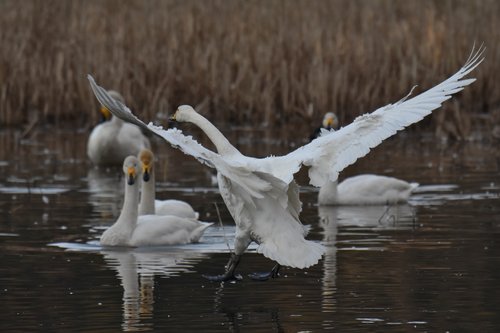 animal  lake  waterside