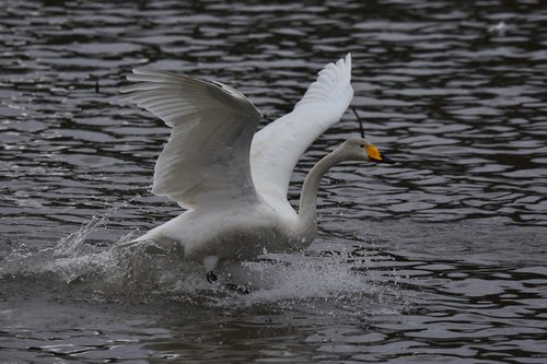 animal  lake  waterside