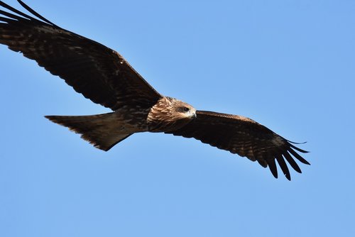 animal  sky  bird