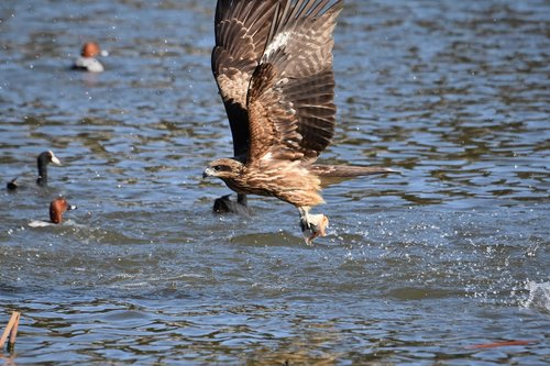 animal  lake  bird