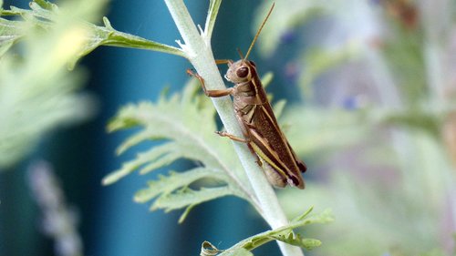animal  insect  grasshopper