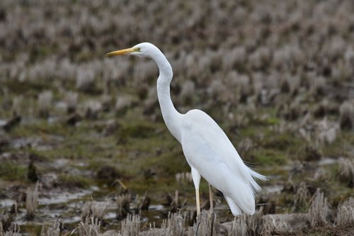 animal  yamada's rice fields  bird