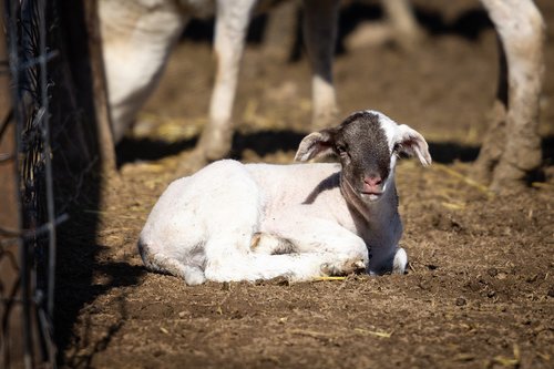 animal  lamb  baby