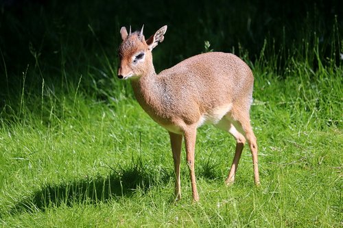 animal  zoo  nature