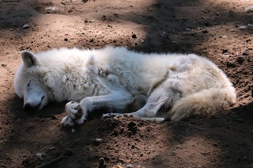 animal  zoo  nature