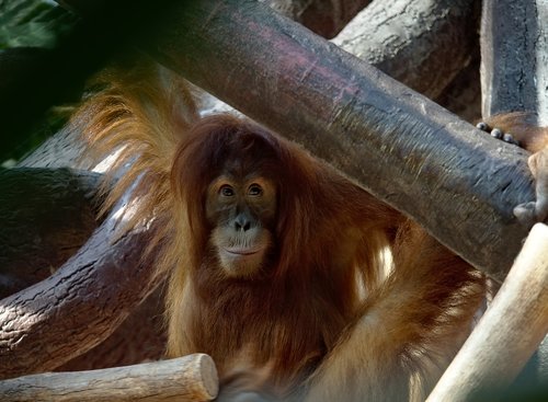 animal  monkey  orangutan