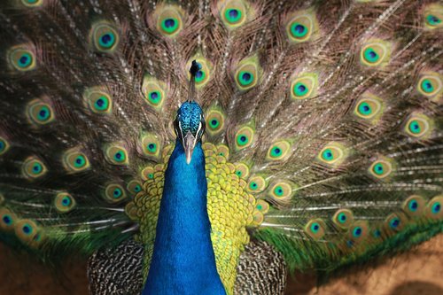 animal  peacock  bird