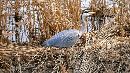 animal  bird  grey heron