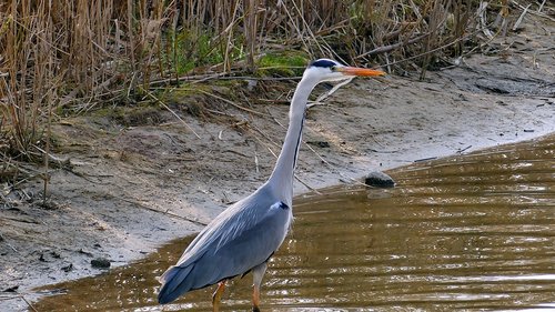 animal  grey heron  pond