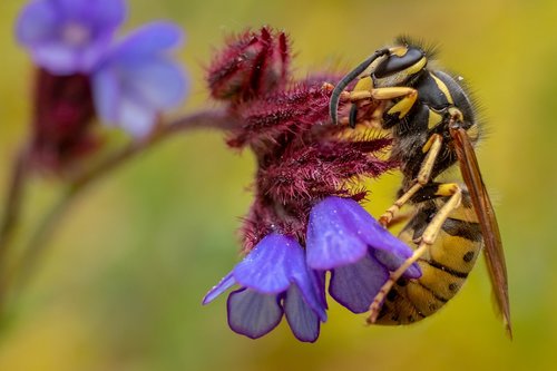 animal  greece  hornet
