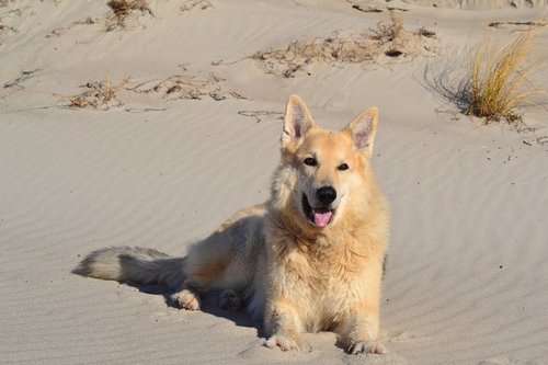 animal  beach  dog