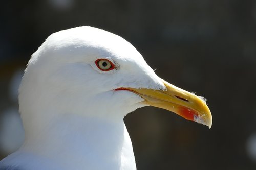 animal  close up  gulls