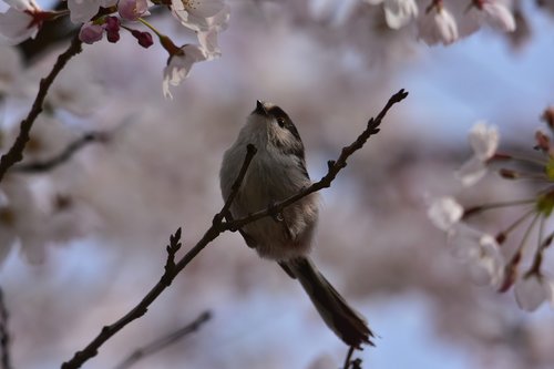 animal  cherry blossoms  cherry tree