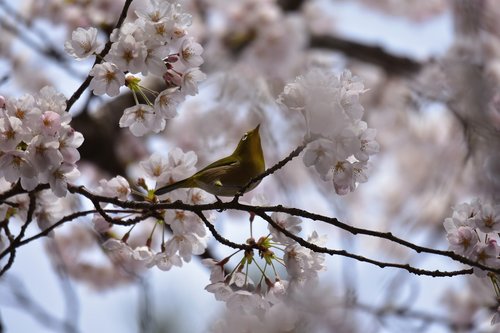 animal  plant  cherry blossoms