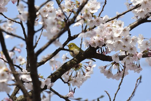 animal  plant  cherry blossoms