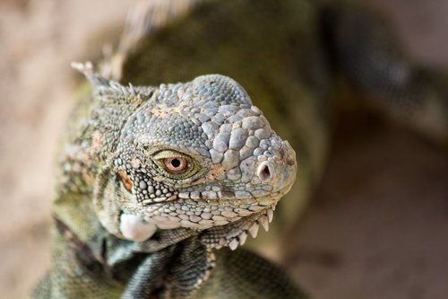 animal  iguana  curacao