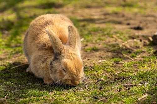 animal  hare  rabbit