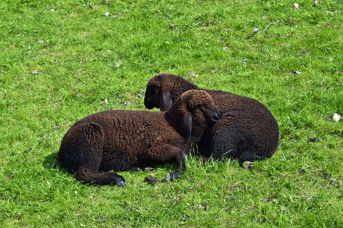 animal  sheep  lamb