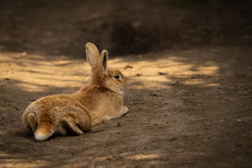 animal  hare  rabbit