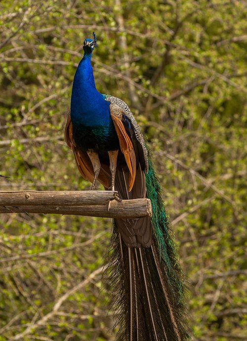 animal  bird  peacock