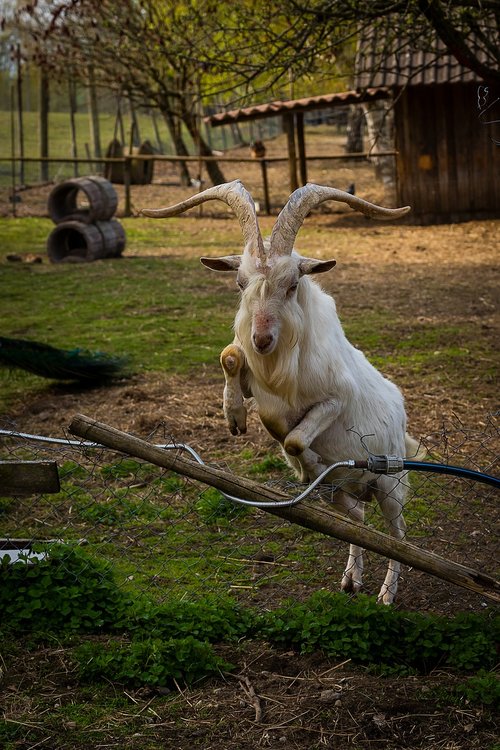 animal  ungulate  goat