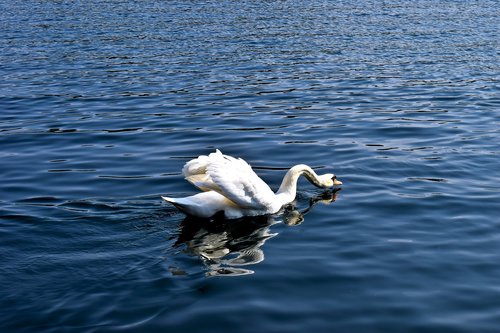 animal  swan  water