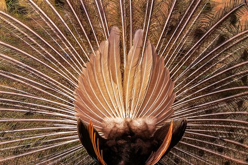 animal  peacock  pattern