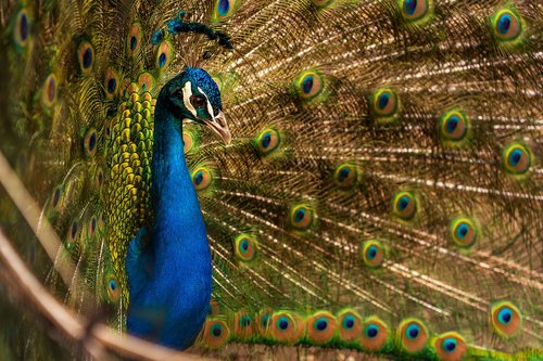 animal  bird  peacock