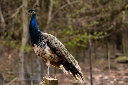 animal  bird  peacock