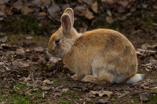 animal  mammal  hare