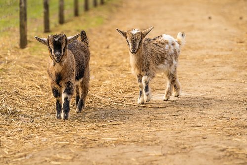animal  goat  baby goats