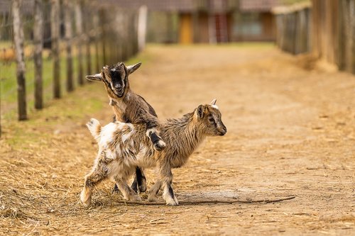 animal  goat  baby goats