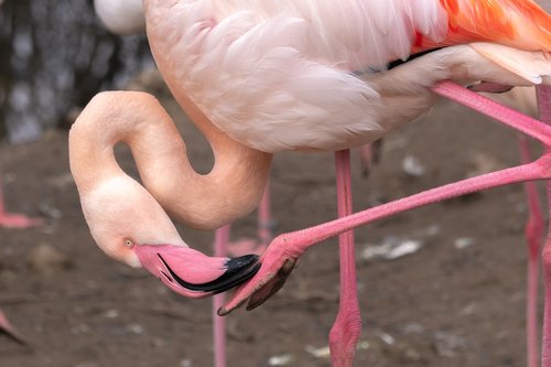 animal  flamingo  water bird