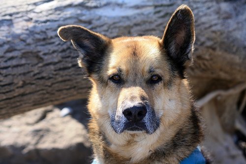 animal  dog  portrait