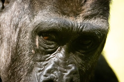 animal  gorilla  nature