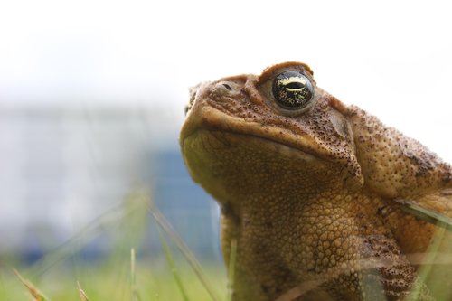 animal  frog  nature