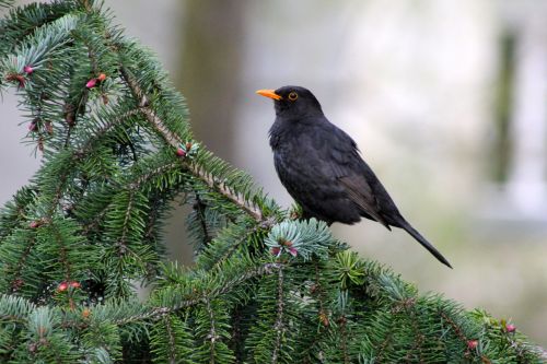 animal bird blackbird