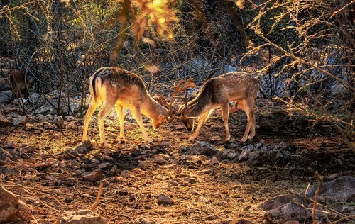 animal  deer  nature