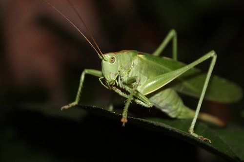 animal  insect  green