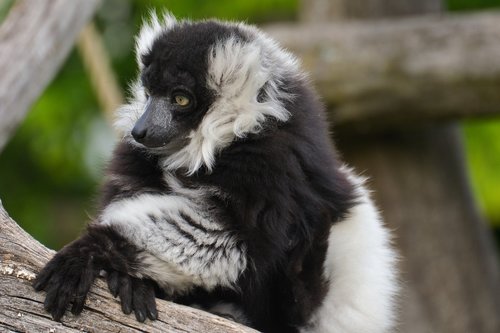 animal  black-and-white vari  zoo