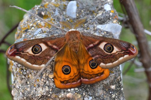 animal  beauty  butterfly