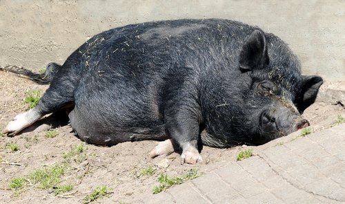 animal  pig  pot bellied pig